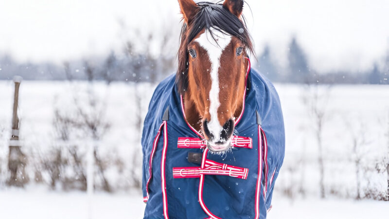 The Ultimate Guide to Selecting the Perfect Winter Horse Rugs in Australia