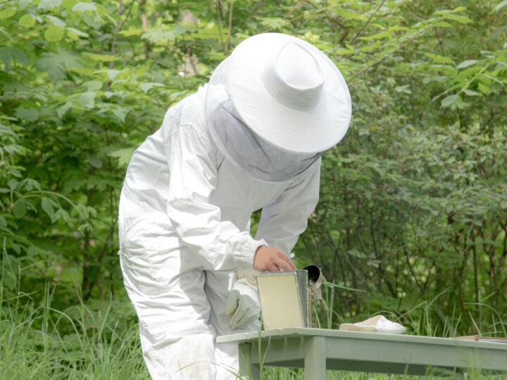 Bee Problems? Signs That Indicate You Need Pest Control