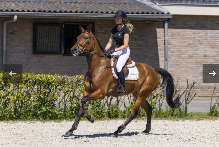 Horses For Sale UK