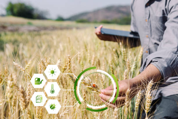 Effective Crop Risk Management Strategies for Better Yield