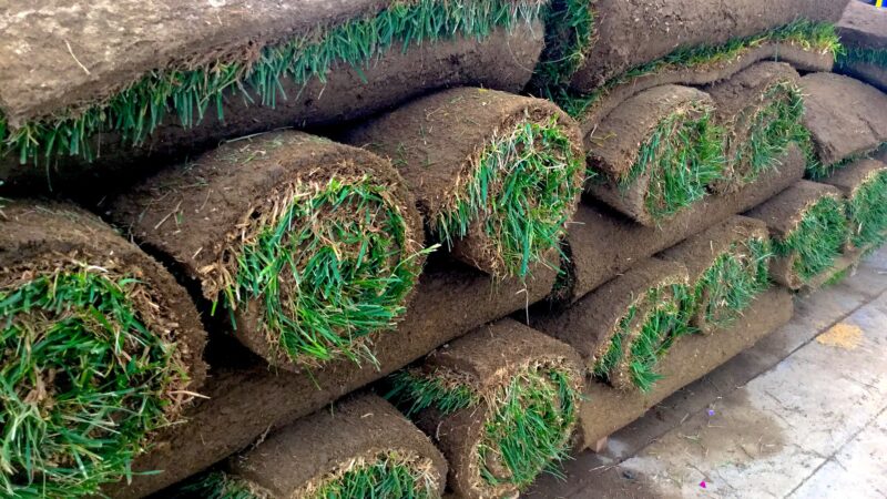 What’s the difference between Zoysia and Bermuda sod?