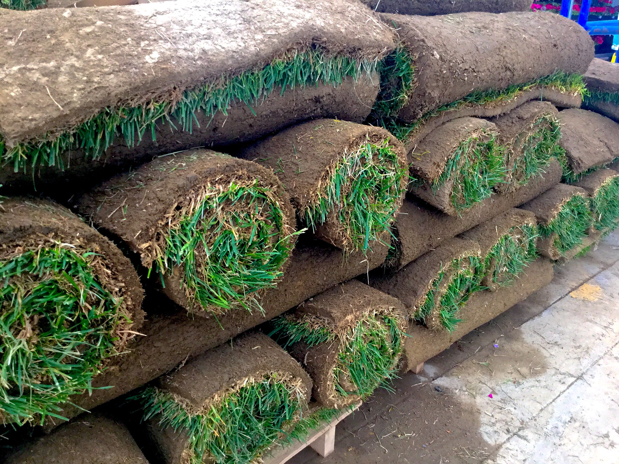 What’s the difference between Zoysia and Bermuda sod? 1 What’s the difference between Zoysia and Bermuda sod?