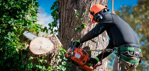 Do Tree Care Services Help with Invasive Bug Infestations?