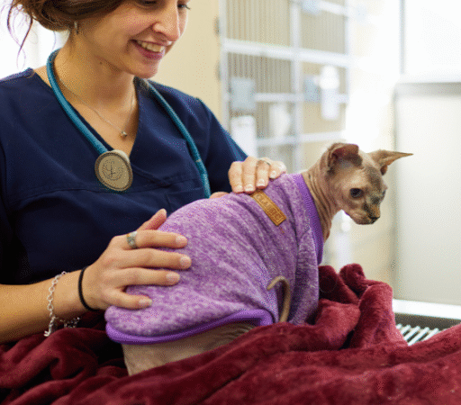 What Does a Relief Veterinary Technician Do?