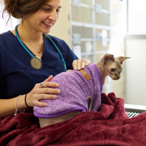 What Does a Relief Veterinary Technician Do?