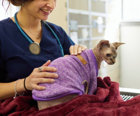 What Does a Relief Veterinary Technician Do?