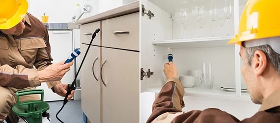 How Effective Are Local Pest Control Treatments in Abbotsford? 1 How Effective Are Local Pest Control Treatments in Abbotsford?
