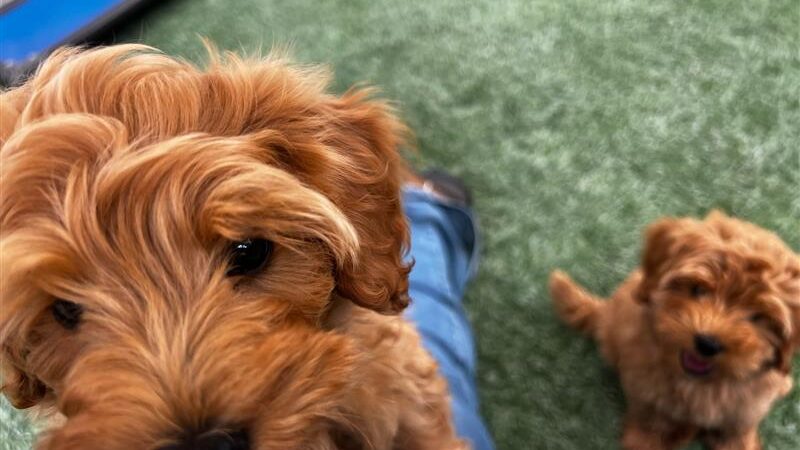 Tired of Tug of War Walks Meet the Leash Thats Changing the Game for Dog Owners