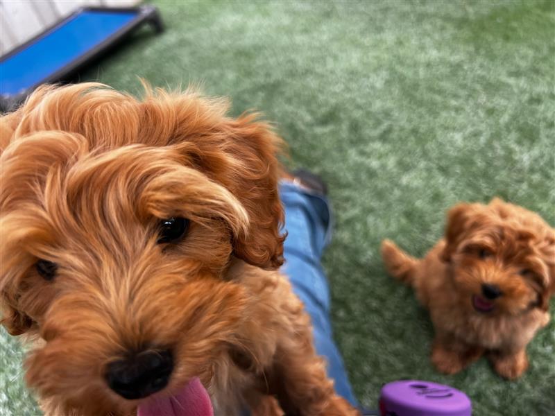 Tired of Tug of War Walks Meet the Leash Thats Changing the Game for Dog Owners 1 Tired of Tug of War Walks Meet the Leash Thats Changing the Game for Dog Owners