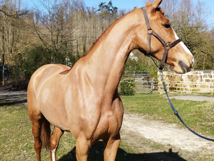 Equestrian Events in 2025: A Global Celebration of Horse Sports