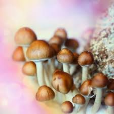 Magic Mushrooms Canada – The Complete Buying Guide
