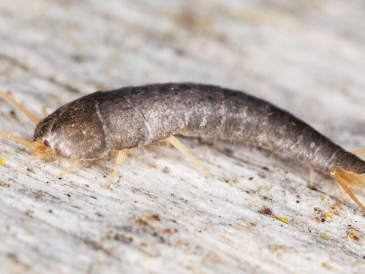 Can Silverfish Damage Your Belongings or Property?