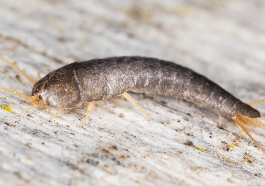 Can Silverfish Damage Your Belongings or Property?