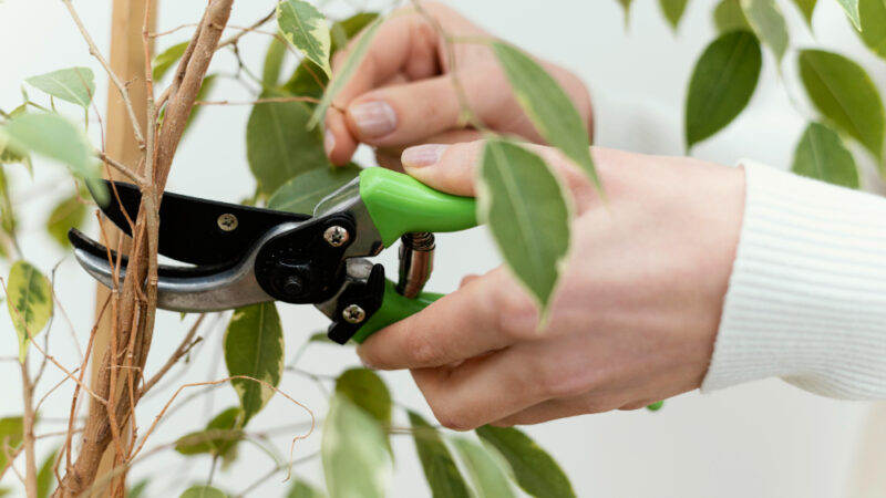 Tree Pruning Massachusetts: Enhancing Tree Health & Landscape Beauty