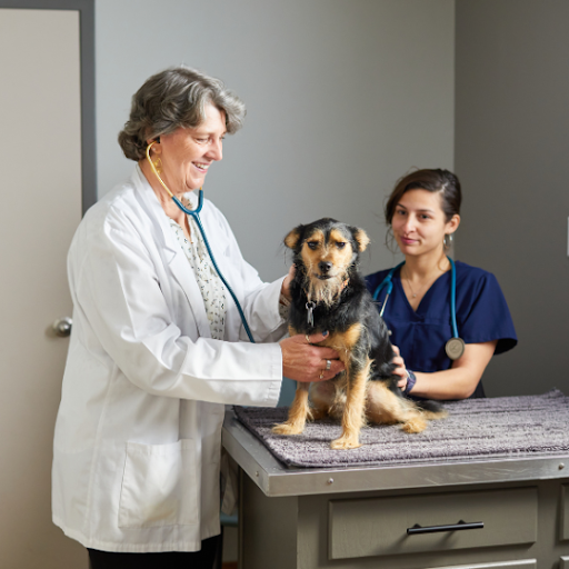 Indianappolis Veterinarian Jobs 1 Indianappolis Veterinarian Jobs