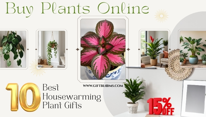 Buy Plants Online: 10 Best Housewarming Plant Gifts 2 1 15