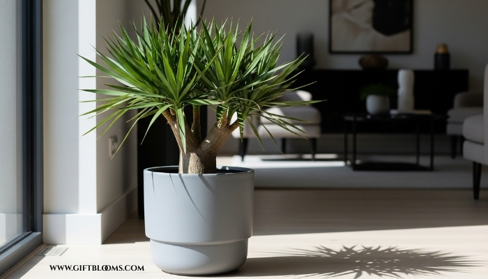 Buy Plants Online: 10 Best Housewarming Plant Gifts 3 2 5