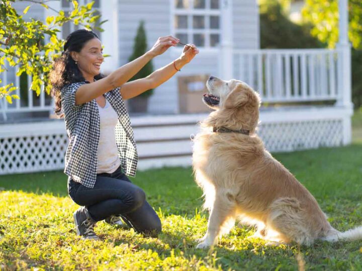 What Are the Best Training Tips for Golden Retrievers?