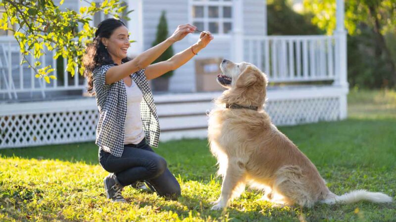 What Are the Best Training Tips for Golden Retrievers?