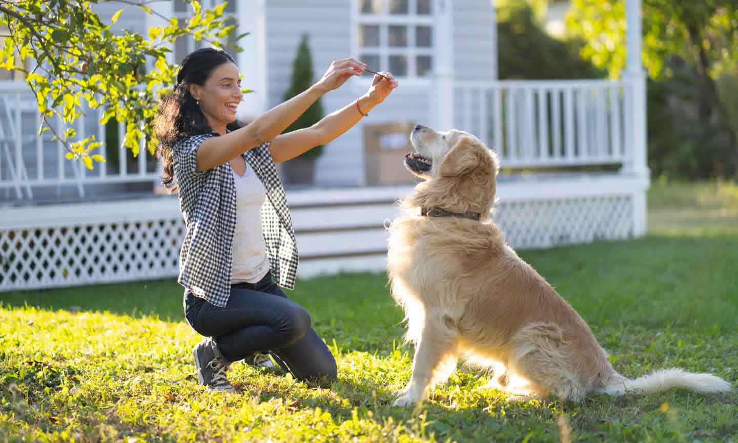 What Are the Best Training Tips for Golden Retrievers? 1 What Are the Best Training Tips for Golden Retrievers?
