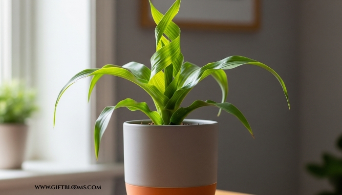 Buy Plants Online: 10 Best Housewarming Plant Gifts 6 5 2