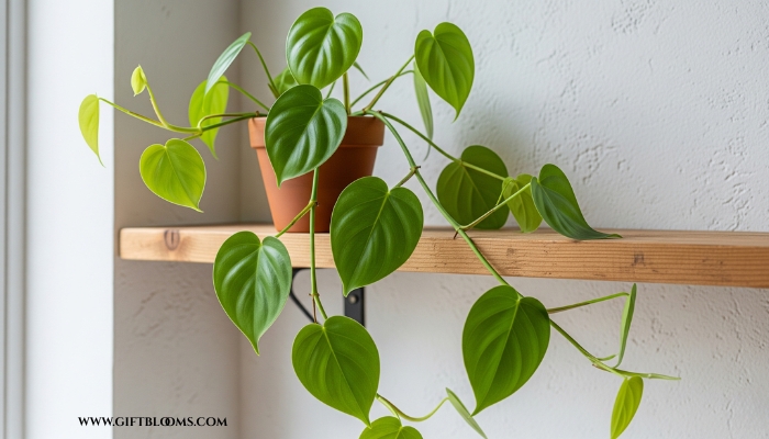 Buy Plants Online: 10 Best Housewarming Plant Gifts 7 6 5
