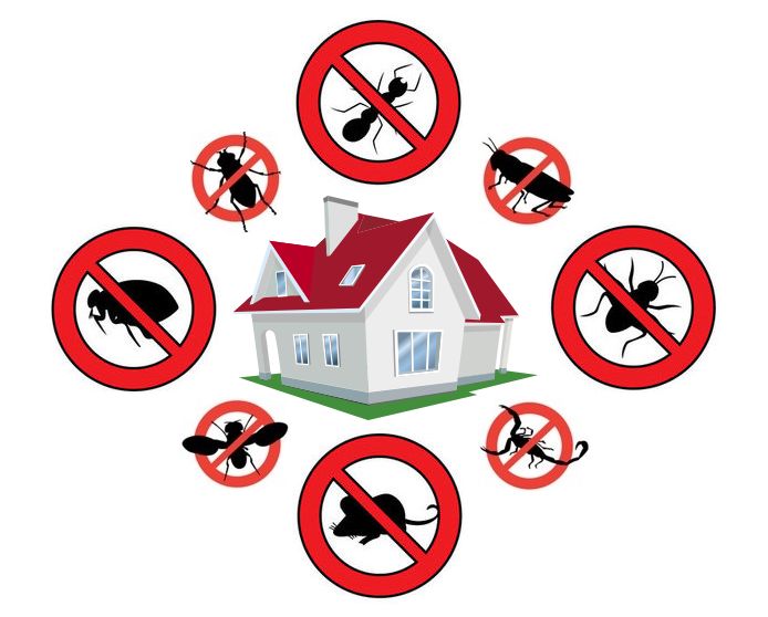 How Brooklyn’s Pest Pros Keep a Step Ahead of Infestations