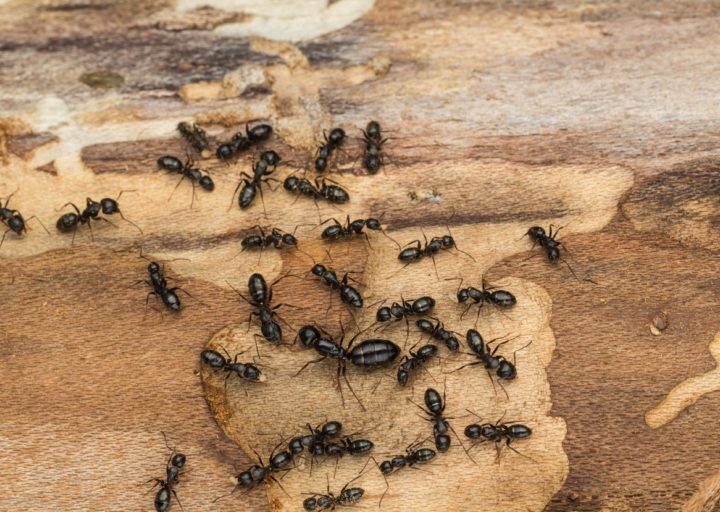 How Can Ant Infestations Affect Your Property in Abbotsford?