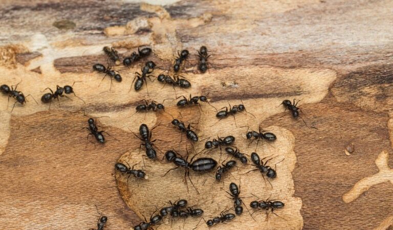 How Can Ant Infestations Affect Your Property in Abbotsford?