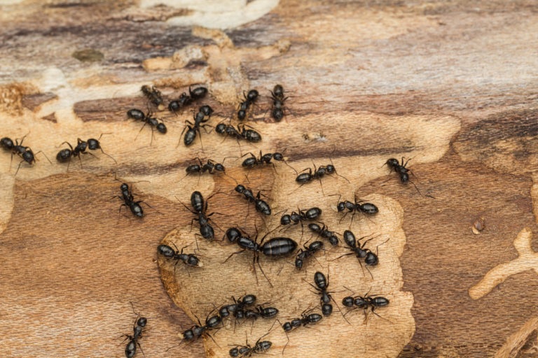 How Can Ant Infestations Affect Your Property in Abbotsford?