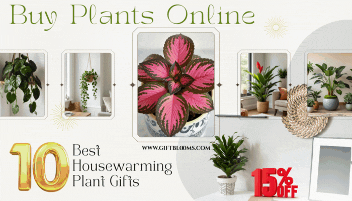Buy Plants Online: 10 Best Housewarming Plant Gifts
