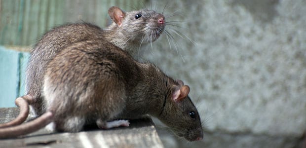 How Much Does Professional Mice Control Cost in Surrey?