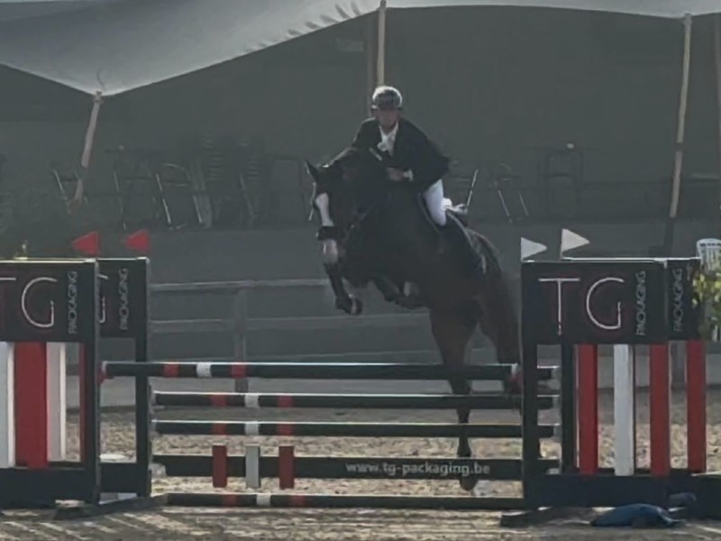 Top Quality Sport Horses