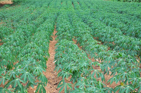 Tapioca Cultivation in India: Here’s Everything You Need to Know