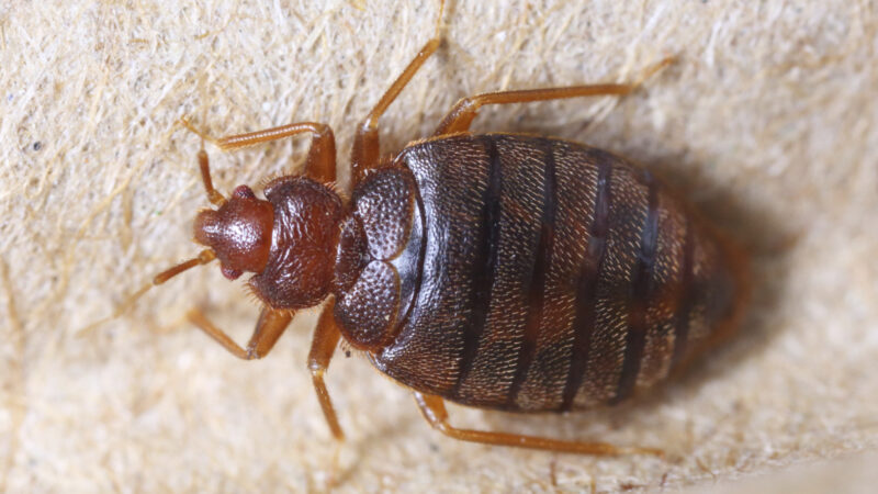 What Causes Bed Bug Infestations and How Do They Spread?