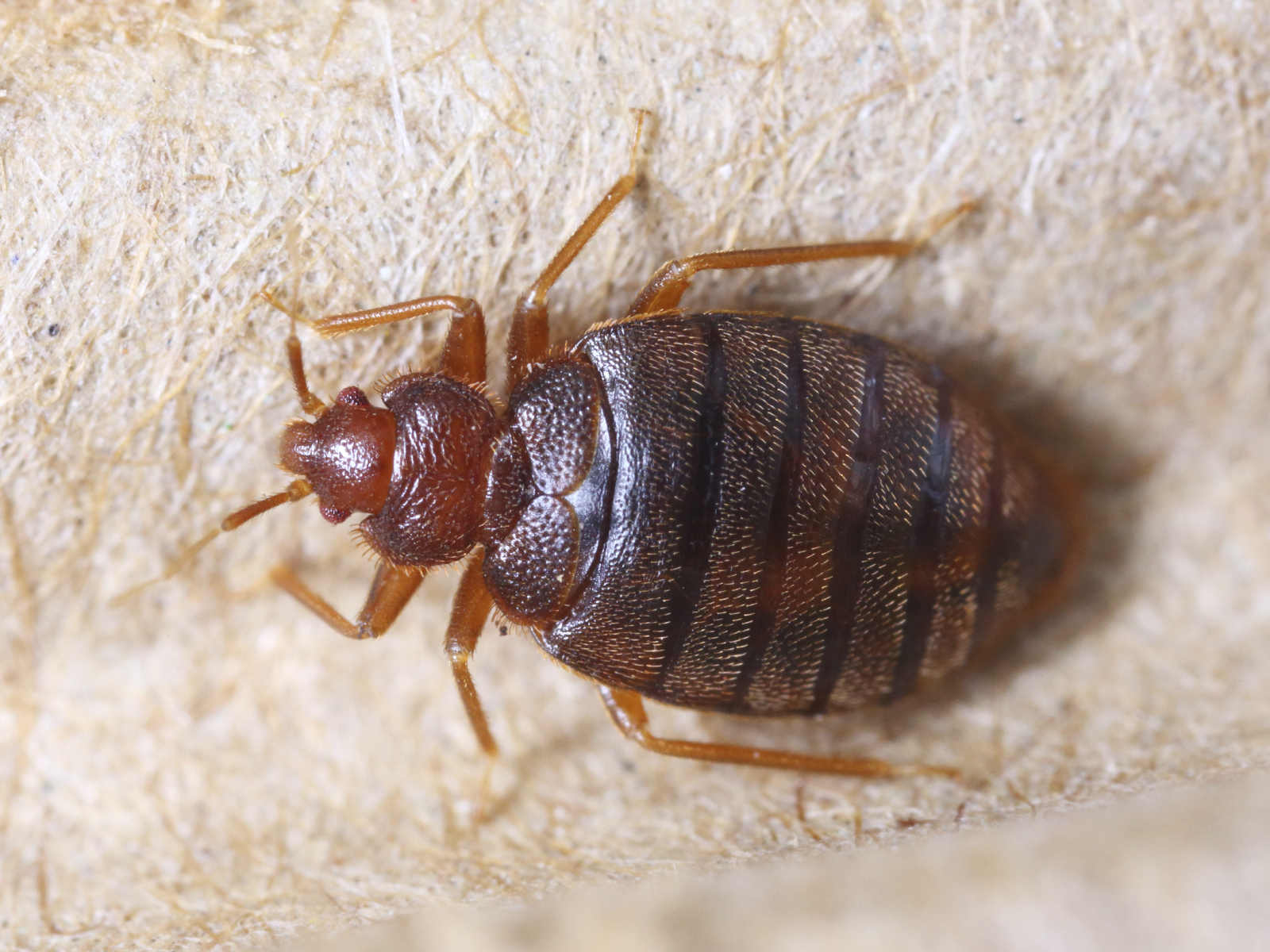 What Causes Bed Bug Infestations and How Do They Spread?