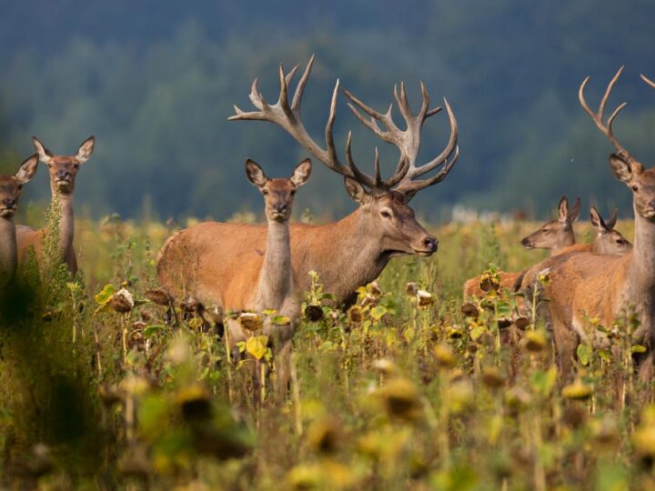 Which Texas Deer Hunting Outfitters Deliver True Thrills?