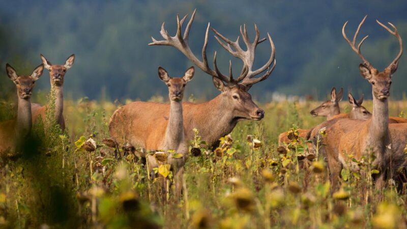 Which Texas Deer Hunting Outfitters Deliver True Thrills?