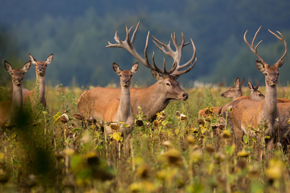 Which Texas Deer Hunting Outfitters Deliver True Thrills? 1 Which Texas Deer Hunting Outfitters Deliver True Thrills?