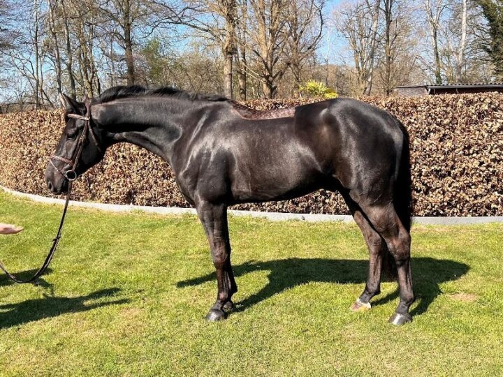 Top Quality Sport Horses: Excellence in Performance & Care