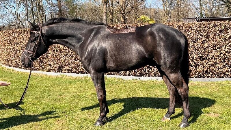 Top Quality Sport Horses: Excellence in Performance & Care