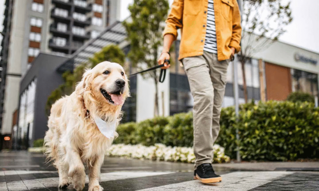 What Are the Best Training Tips for Golden Retrievers? 2 image 37