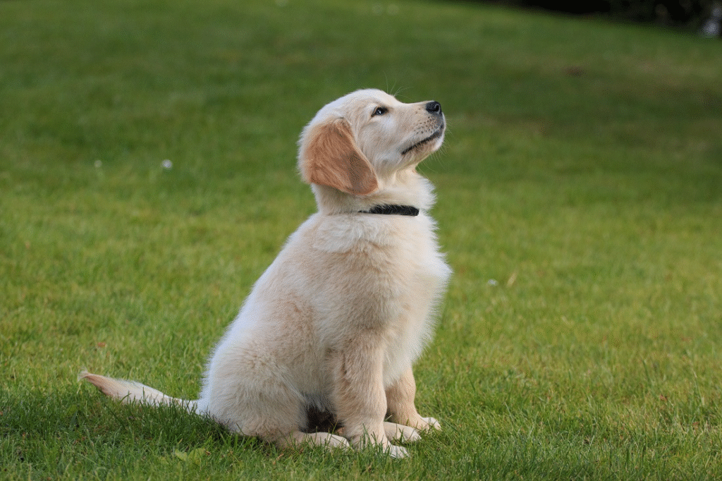 What Are the Best Training Tips for Golden Retrievers? 3 image 38