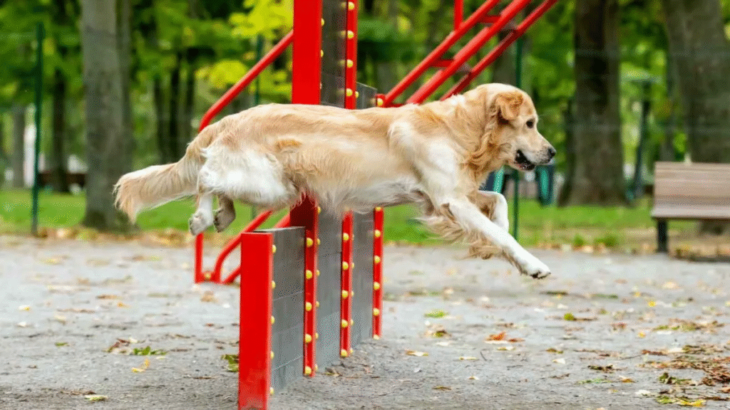 What Are the Best Training Tips for Golden Retrievers? 6 image 41