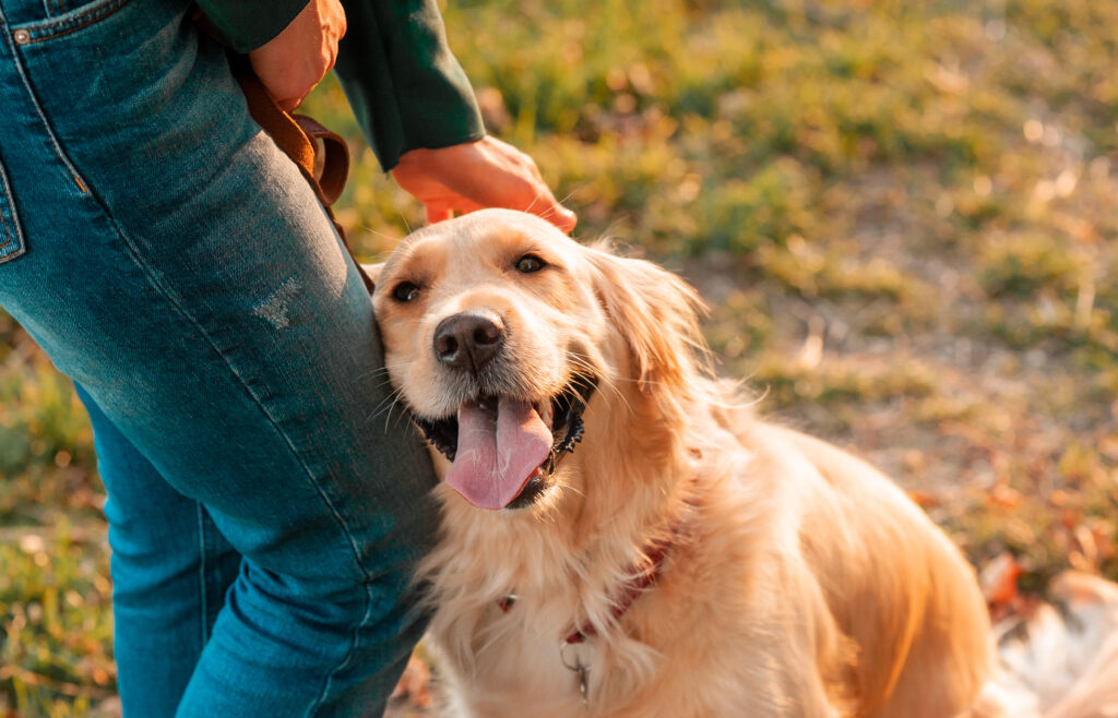 What Are the Best Training Tips for Golden Retrievers? 7 image 42
