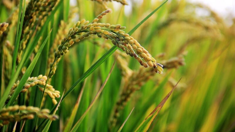 Best Basmati Rice Brand in UAE with Long Grain Excellence