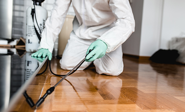 Pest Control Cleveland 4 Pest Control Cleveland