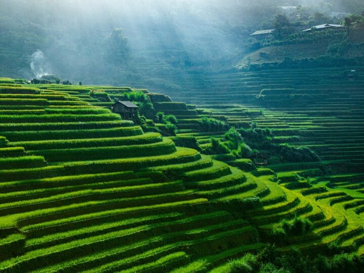 Gautam Rice Finest Basmati with Long Grains and Aroma