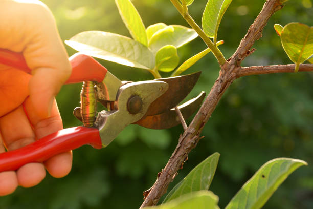 Which Shrub Trimming Techniques Work Best for Privacy Hedges?