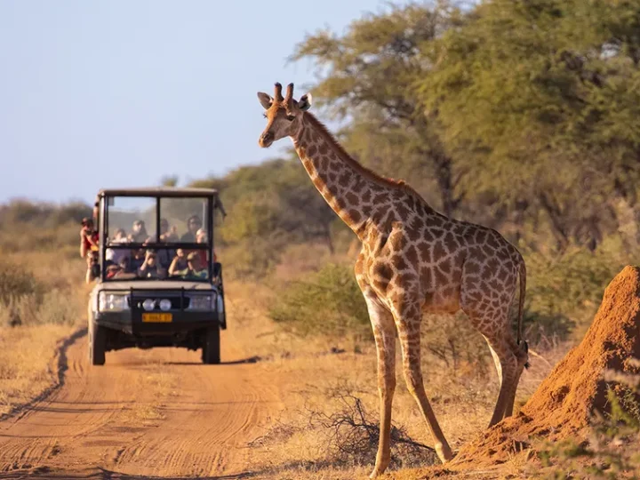 Mombasa Safari and Beach Holiday—Where Wildlife Meets Coastal Beauty